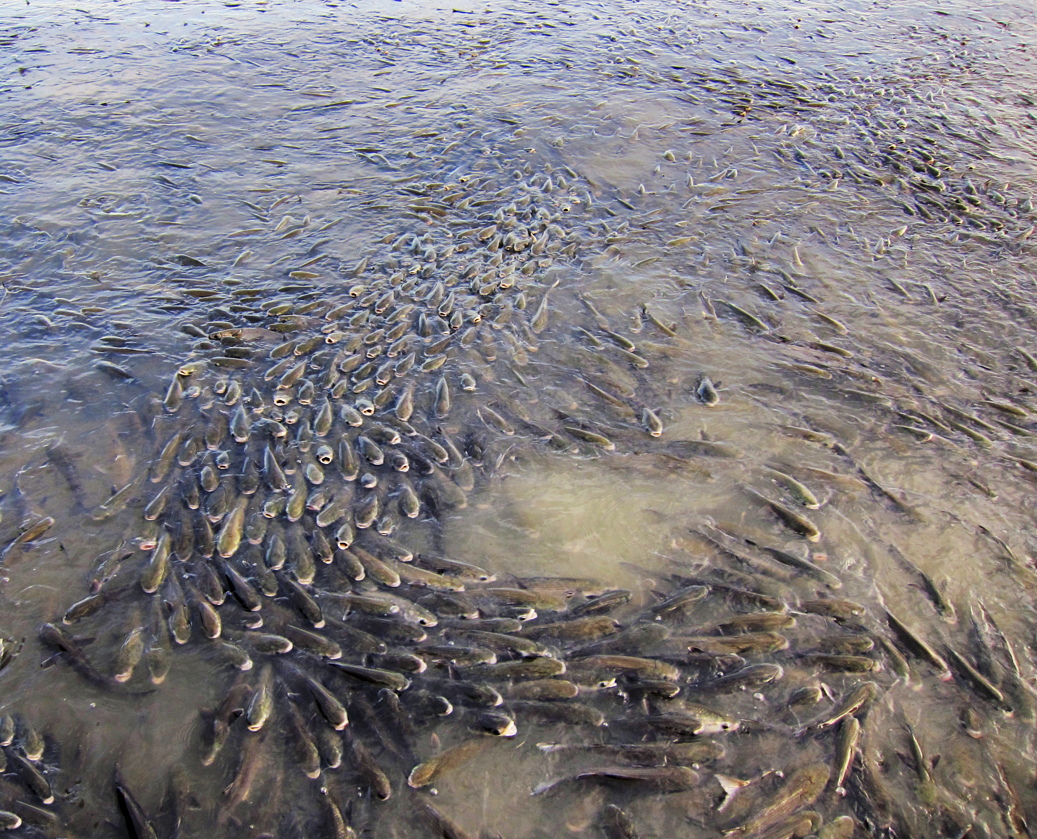 谈谈鲑鱼为什么洄游产卵