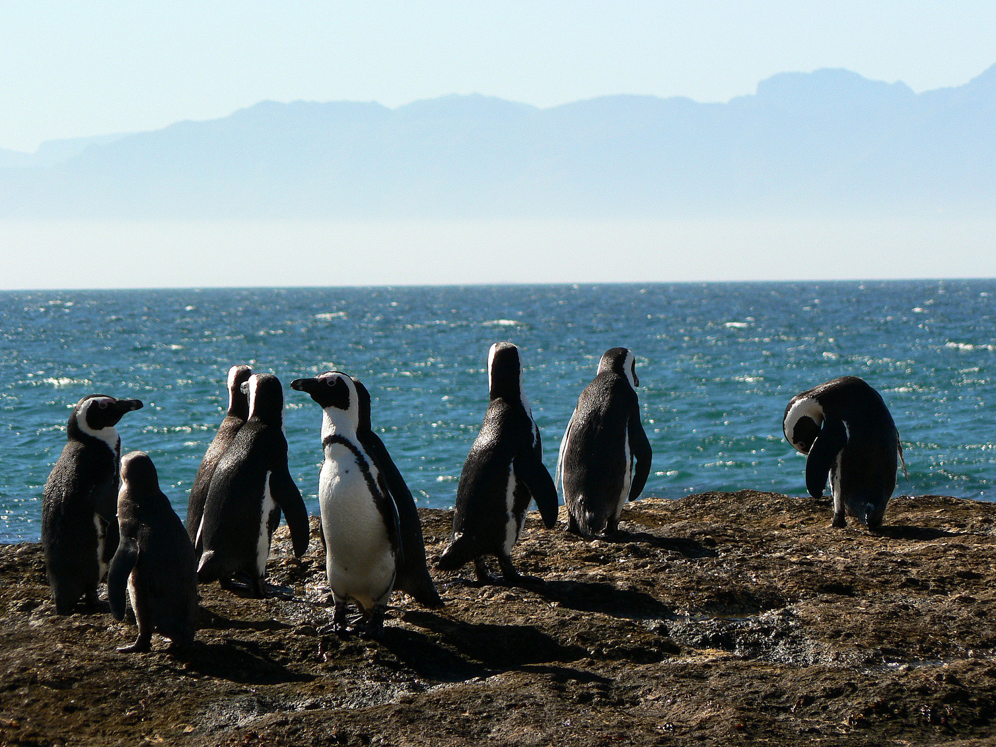 菲利普岛探险：独特的海岛生态系统
