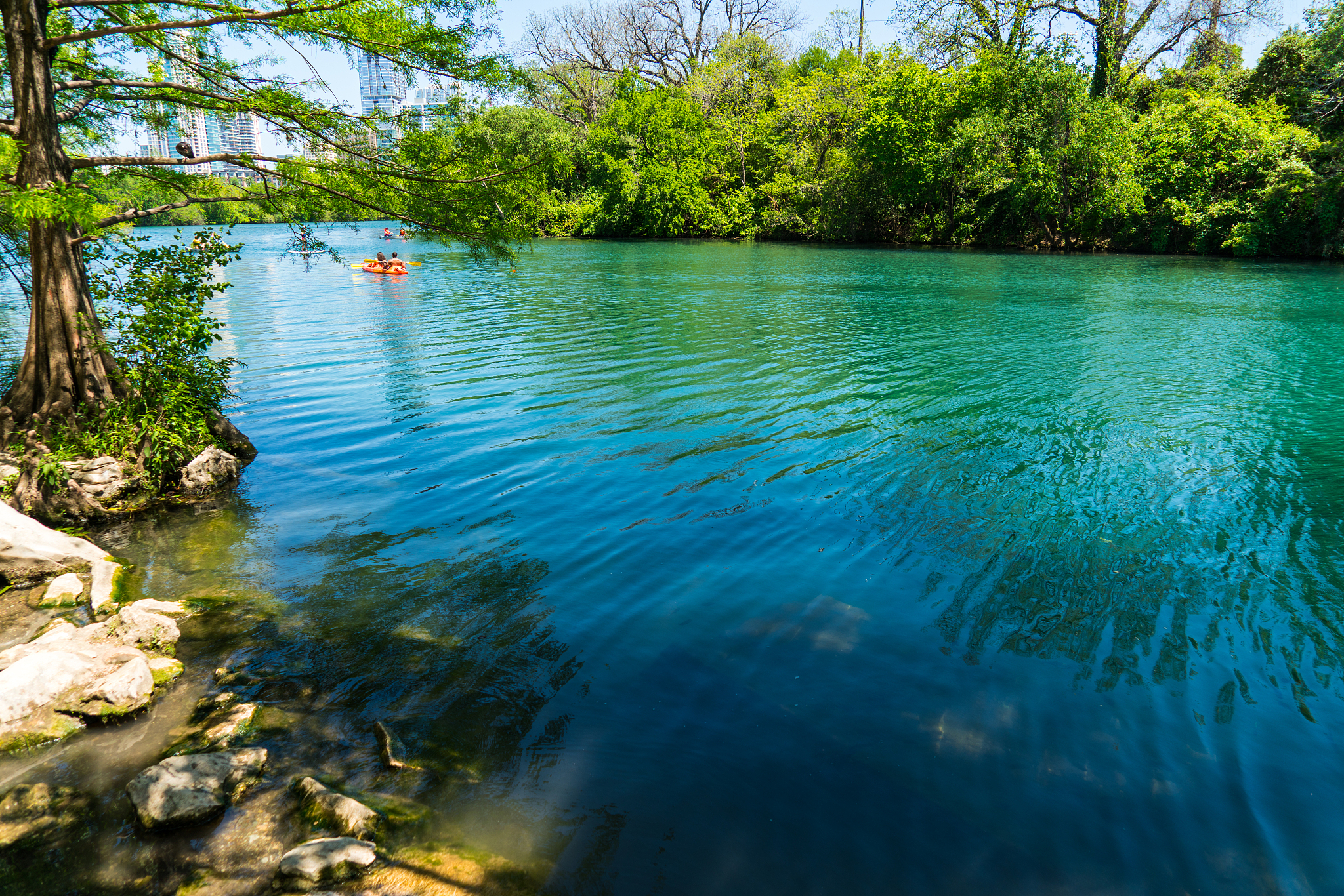 barton springs tropical waters along town lake in austin texas u
