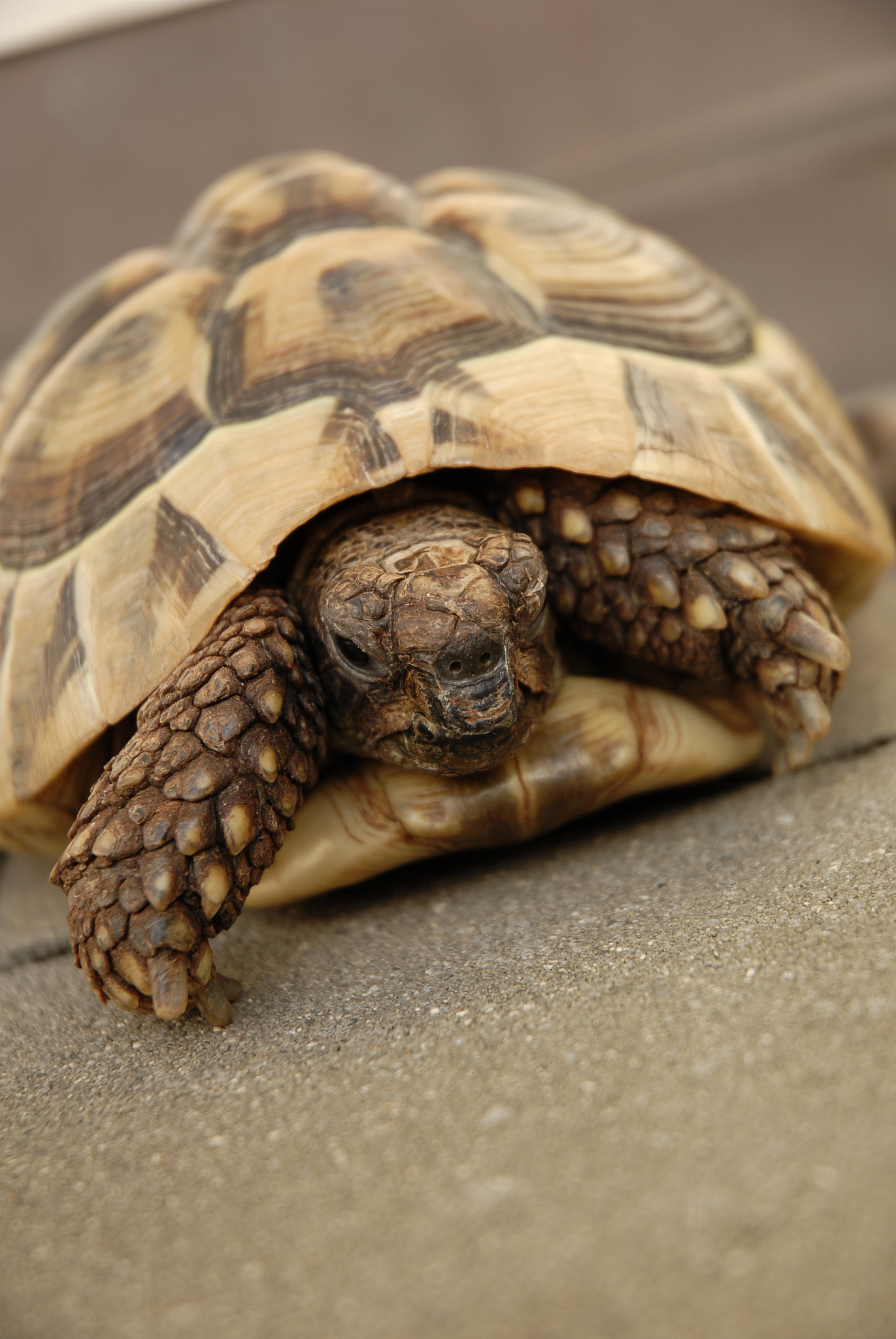 turtle