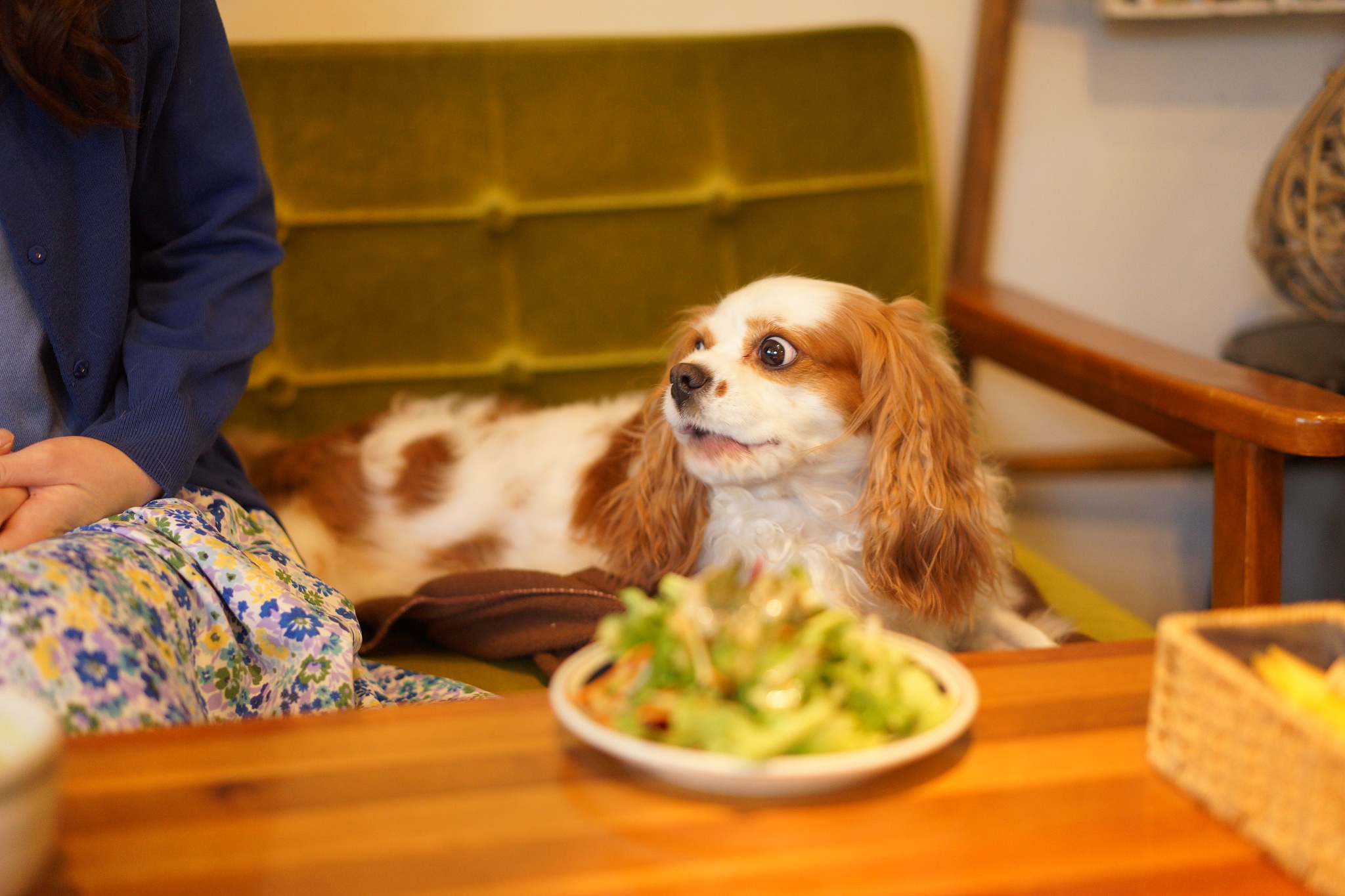 婆婆给狗狗吃太多剩菜？委婉提醒的30字秘诀！