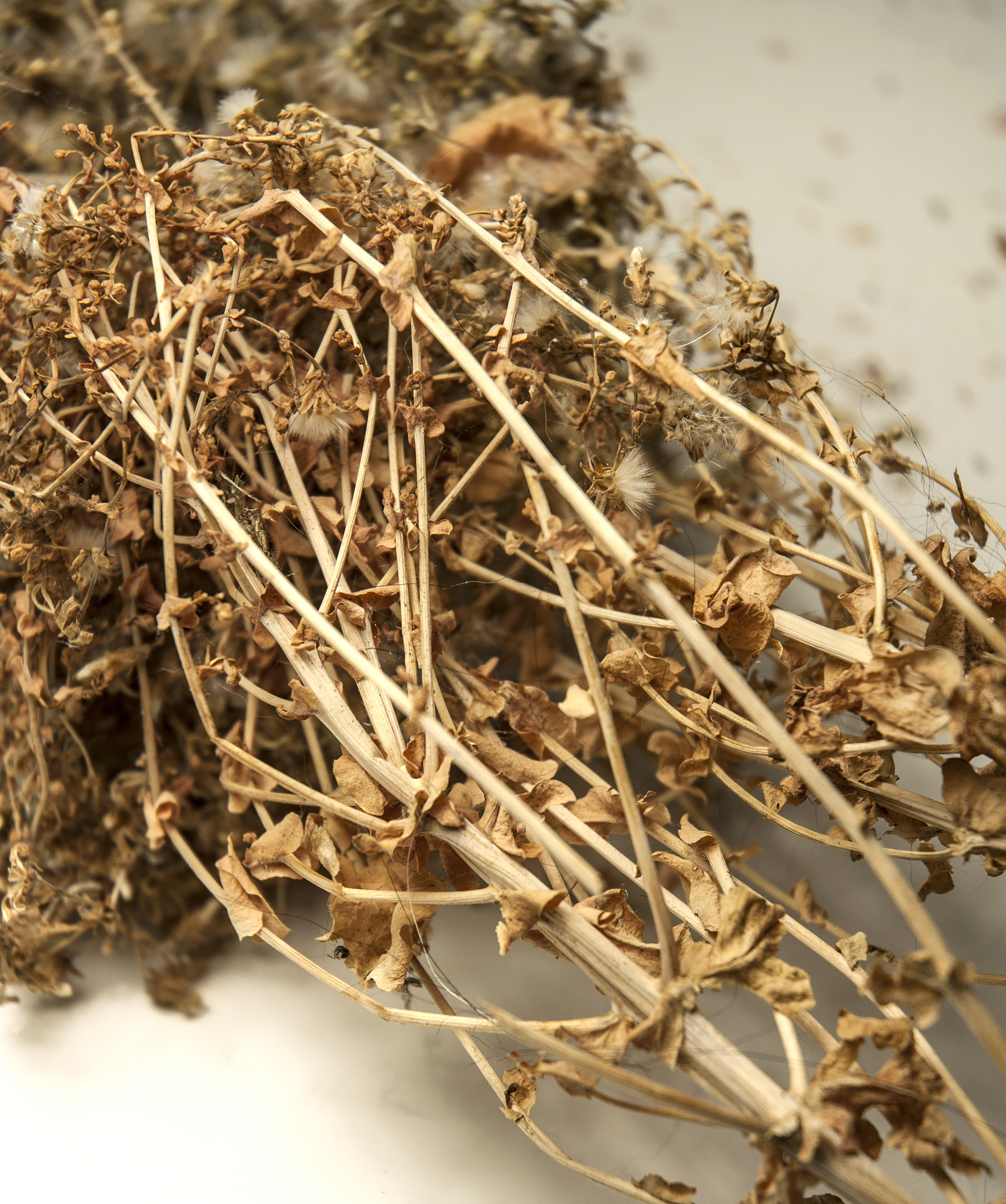 黄芩外形特征：根茎、茎、叶、花、果实详细介绍
