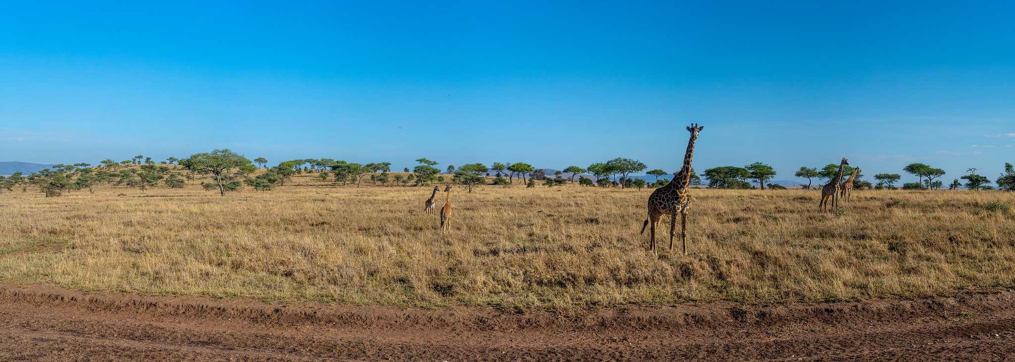 giraffe