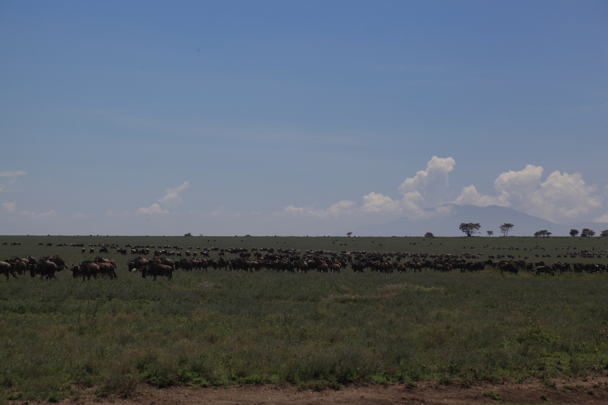 herd of gnus
