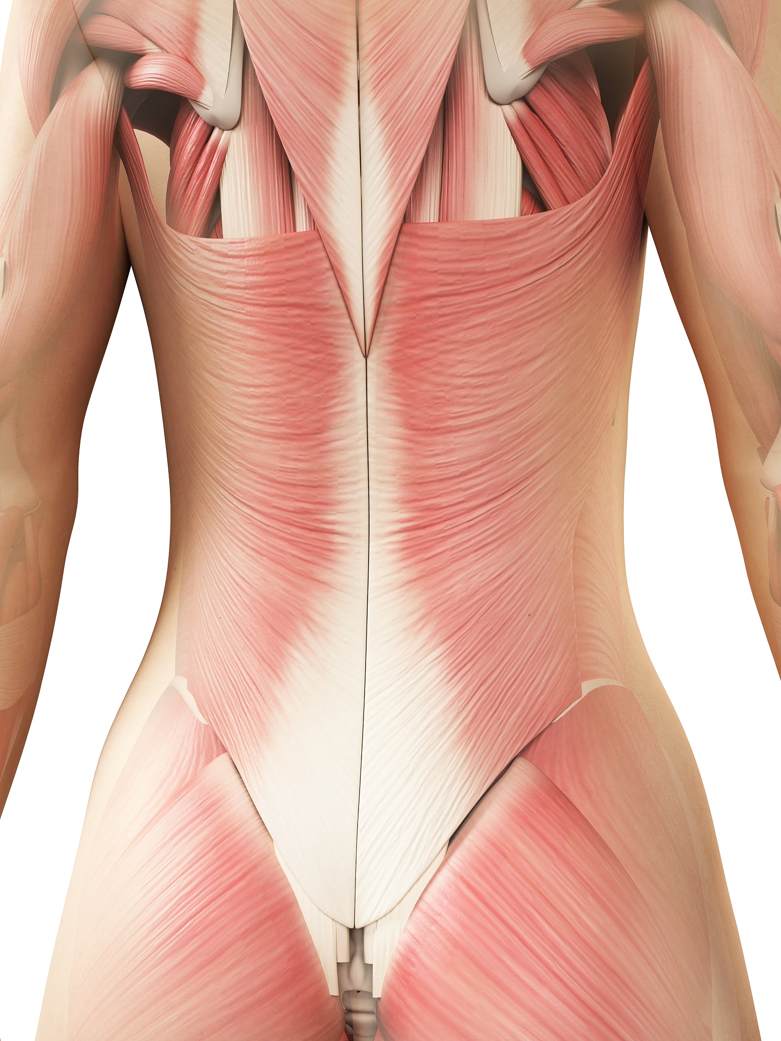 以下哪一点不属于爱氏三角假说：A、人体左右肩及臀部三点与心脏等距离B、心脏产生的电流均匀地传播于体腔四肢仅作为导体C、肢体上任何一点的电位不等于该肢体与体腔连接处的电位。D、等边三角形的中心是心脏并与三角形在同一平面