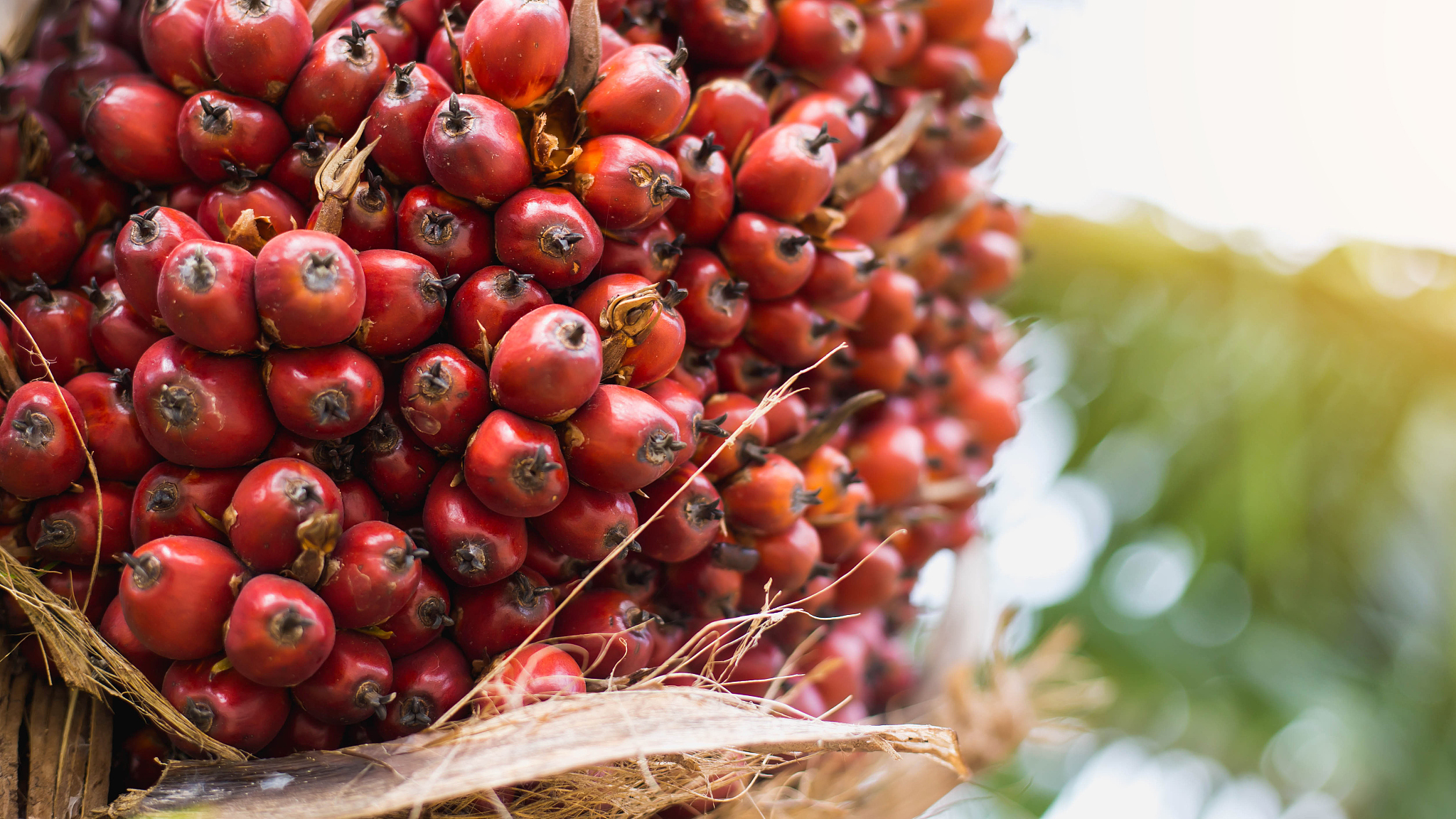 palm oil tree