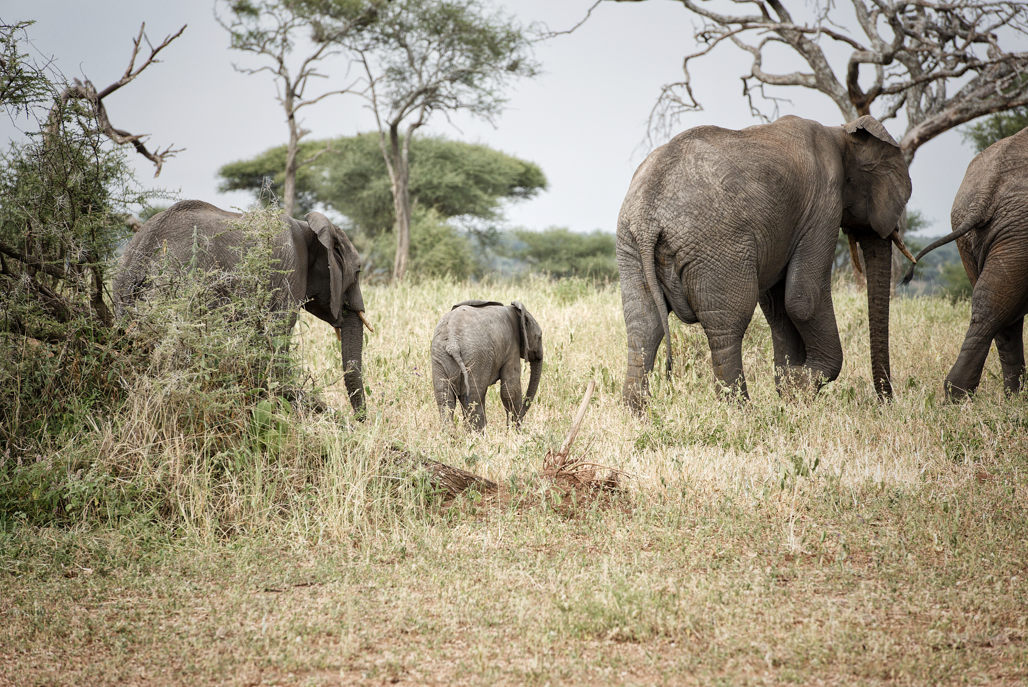 herd of elephants in the serengeti park of tanzania