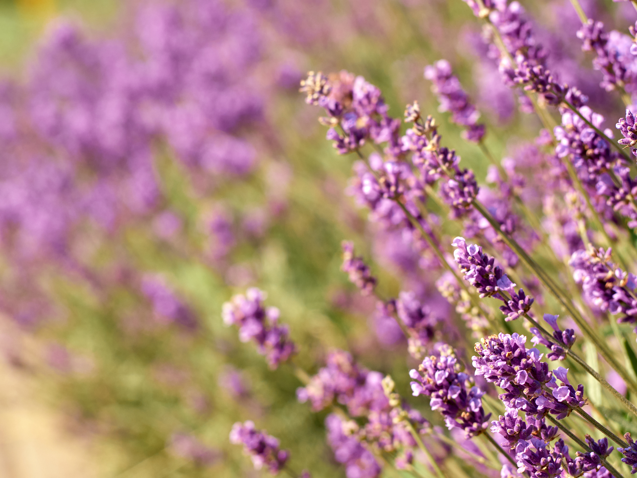 薰衣草开花：象征意义与花语