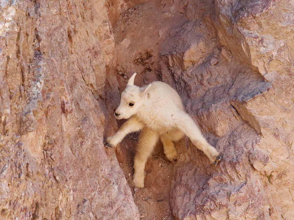 荒岛上为什么有山羊，