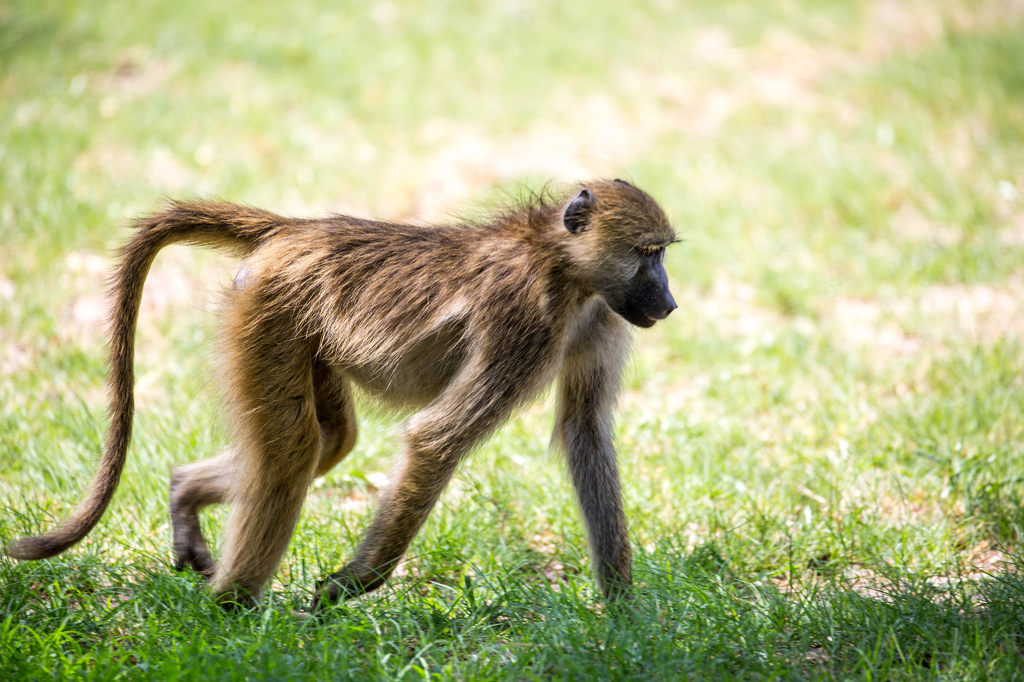 动物尾巴大揭秘：平衡、表达、游泳，样样精通！