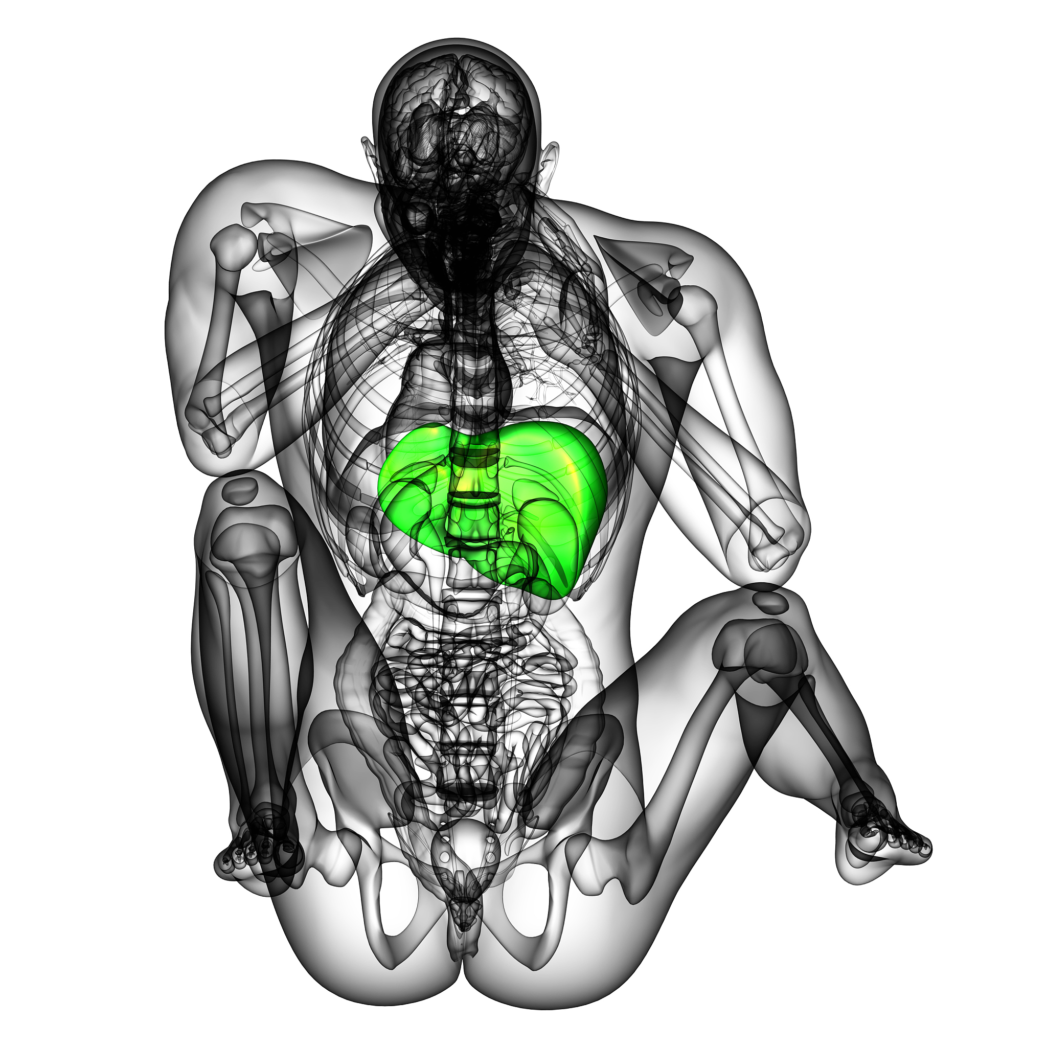 肝胆相依：揭秘肝脏和胆囊的密切关系
