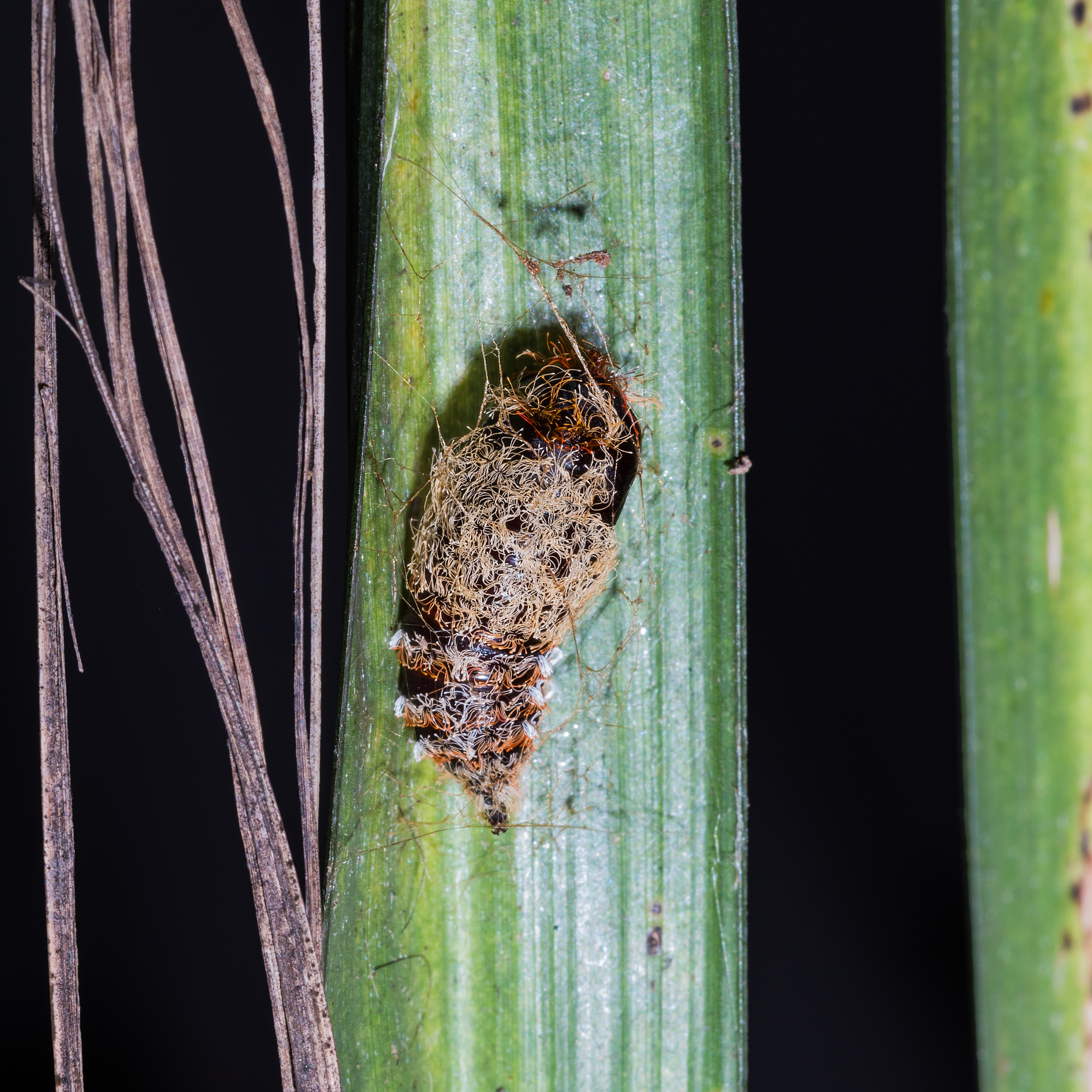 水稻害虫种类至少要十几种至少要鉴定到目或者科最后统计分析。