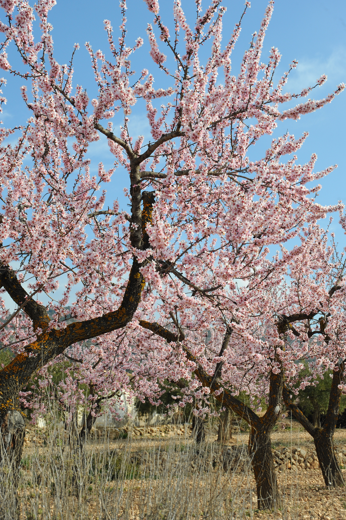mandelblüte in spanien