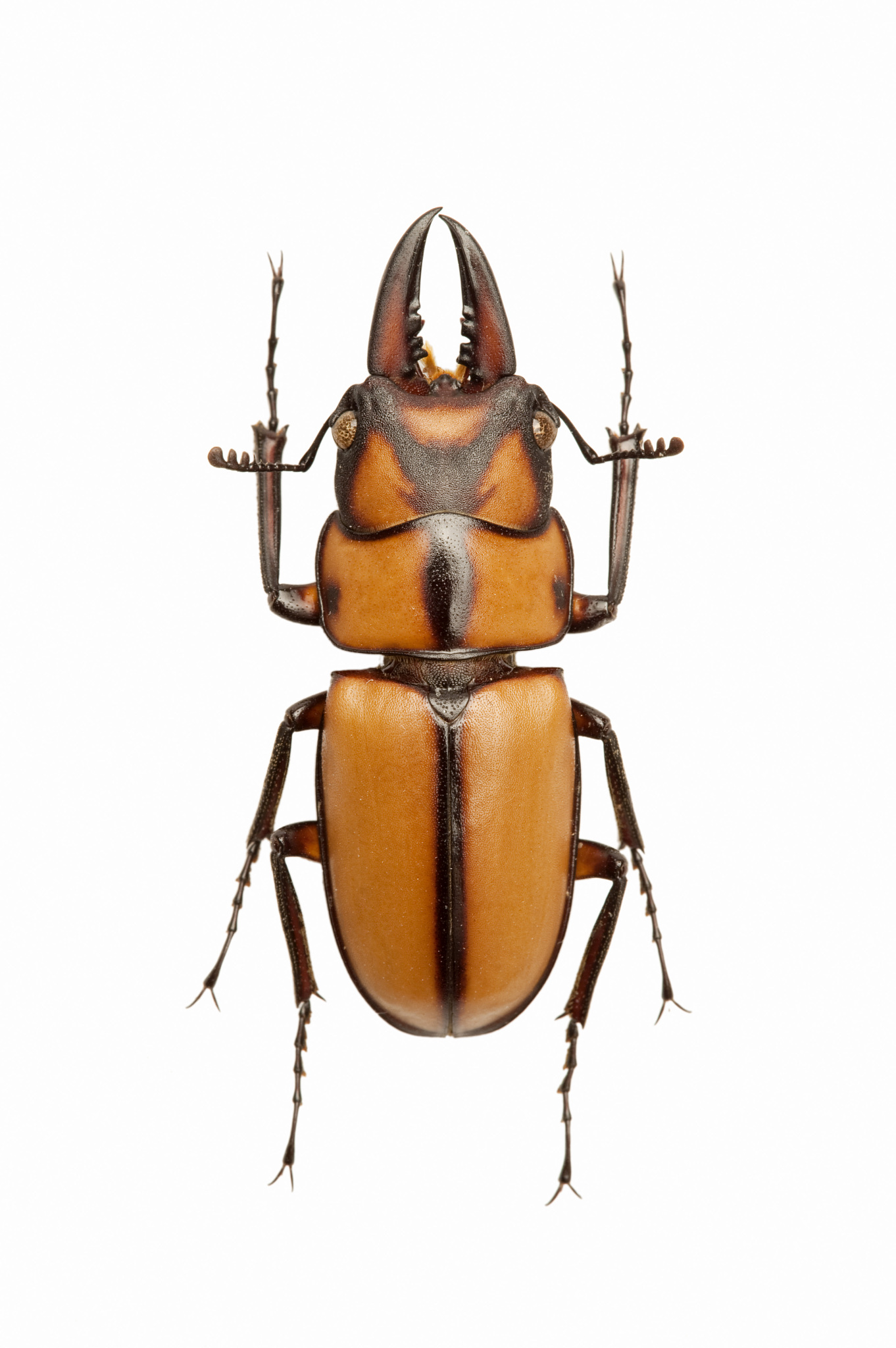 锹甲饲养指南：如何照顾你的甲虫宠物