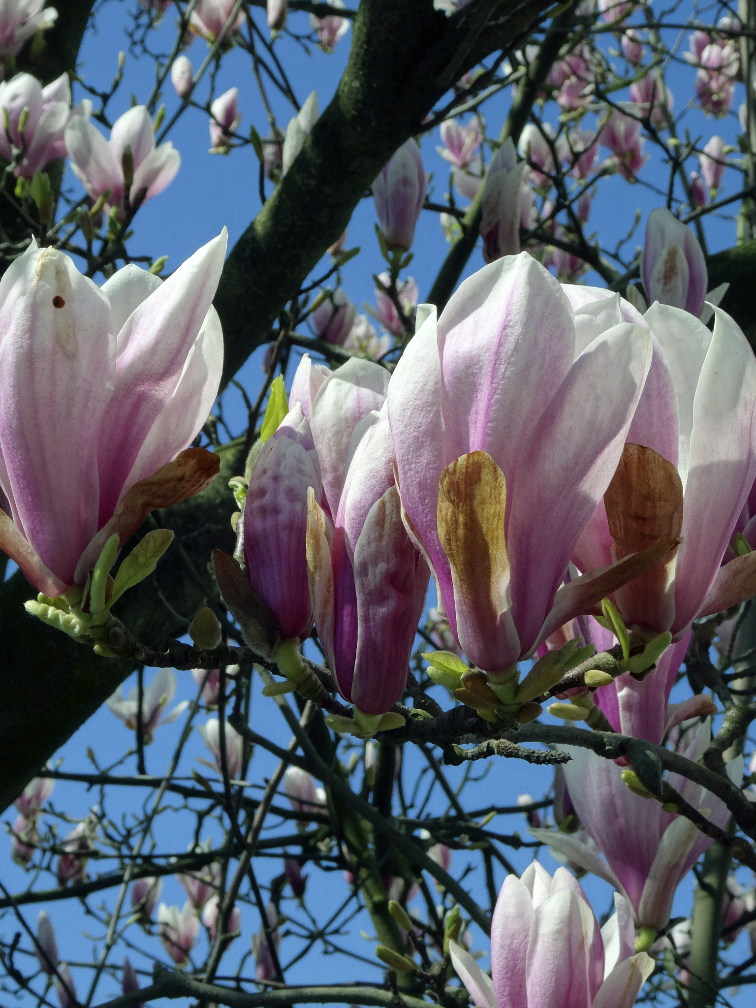植物学问答：被古人称为'辛夷'的是哪种植物？