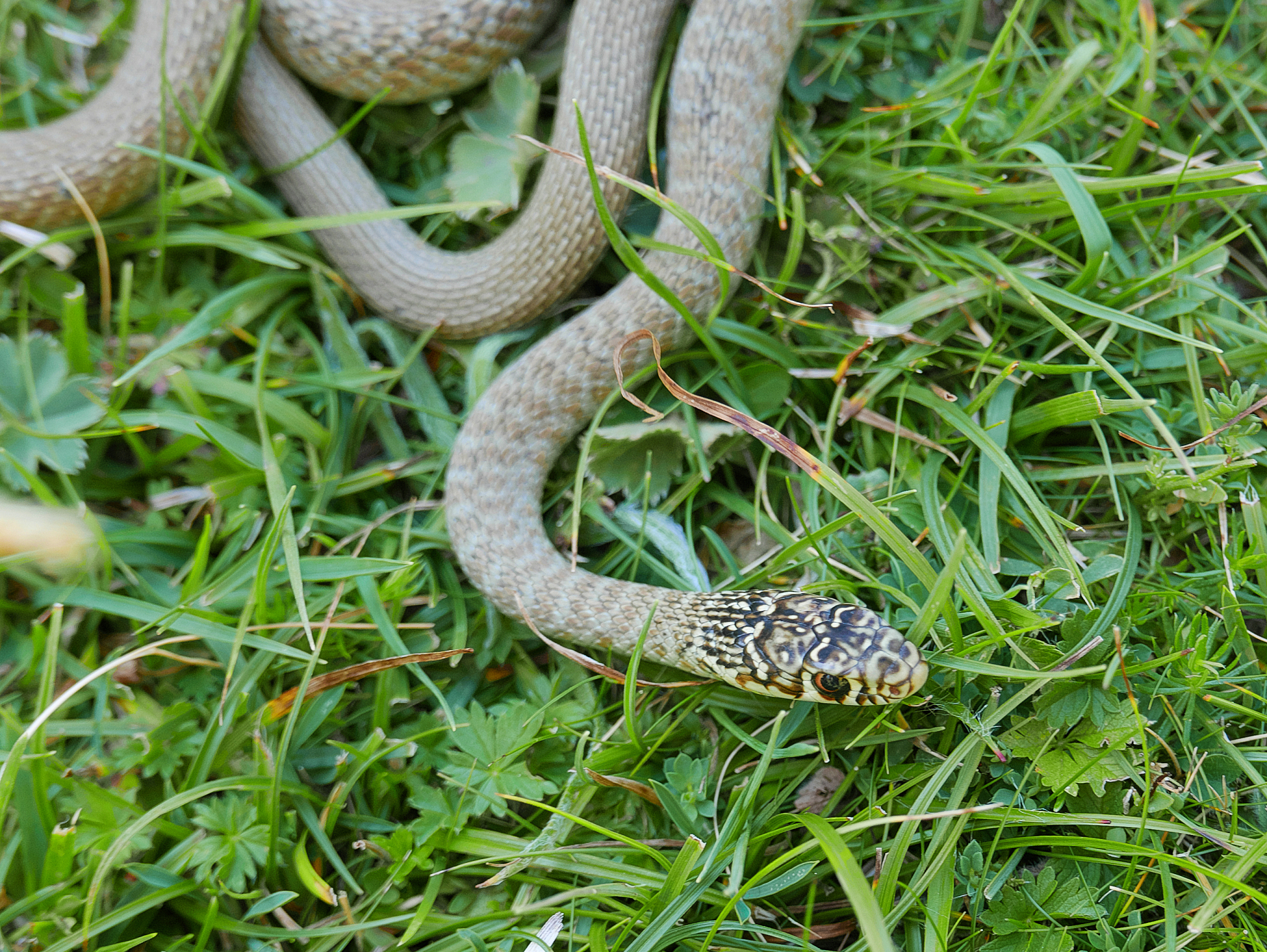 closeup photography of the snake hierophis viridiflavus, the gre