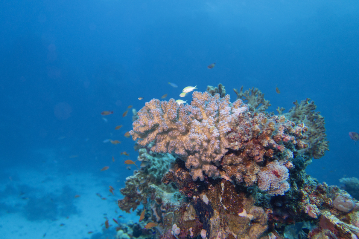 什么地方潜水有很多珊瑚鱼陪伴