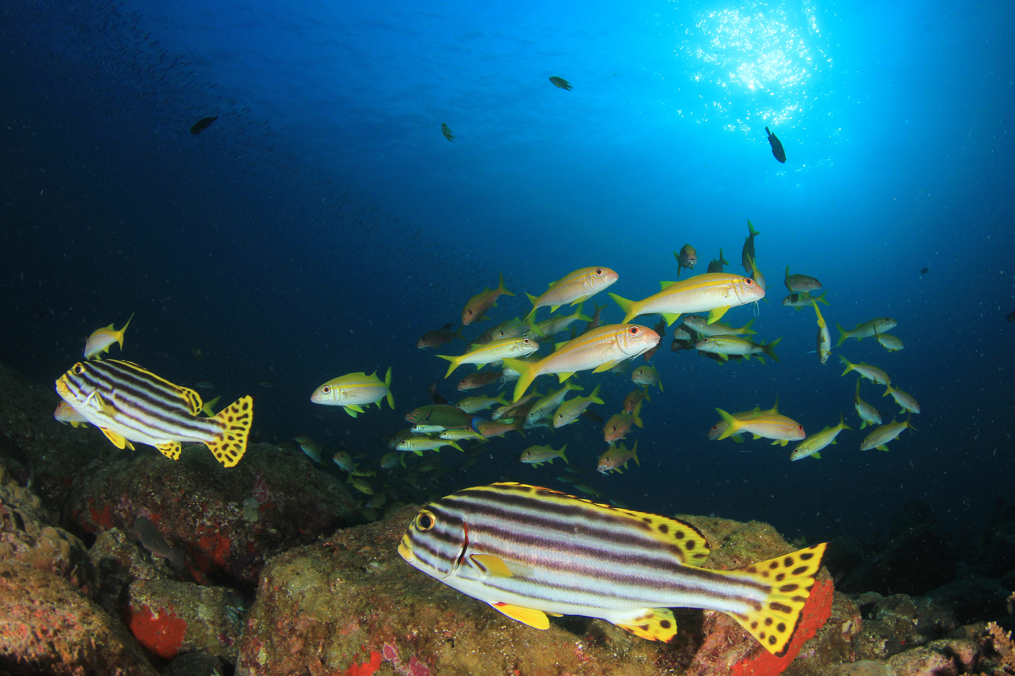 fish on coral reef