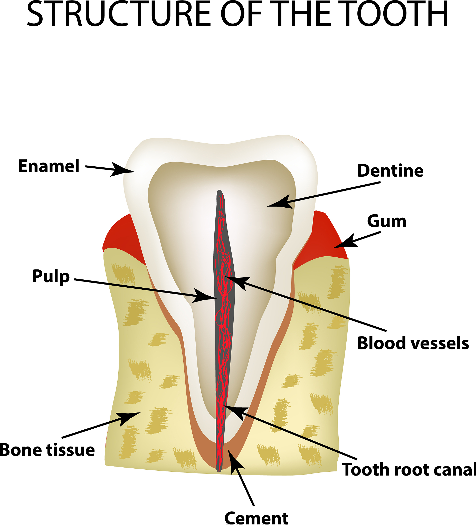 四川大学附设华西卫生学校口腔修复工艺专业简介