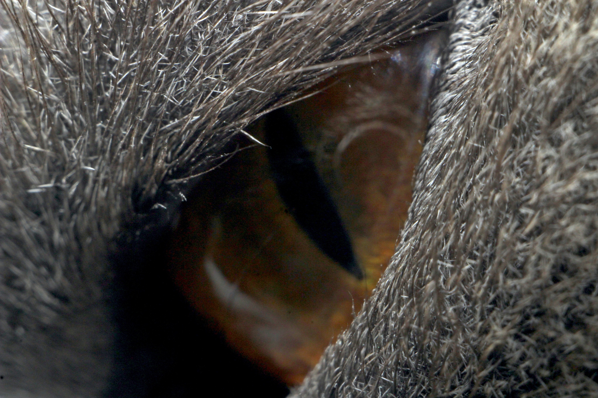 cat's eye at maximum magnification macro