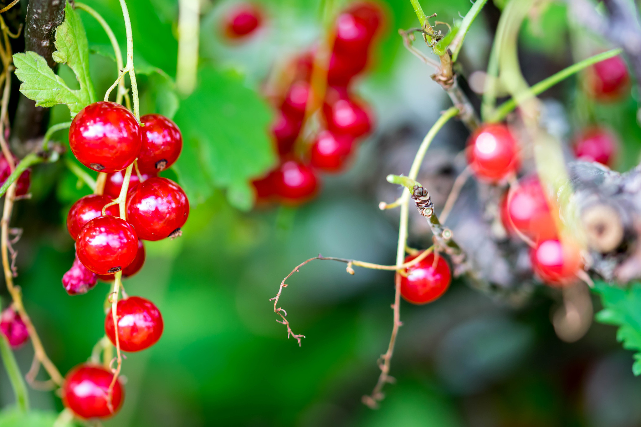 red currant