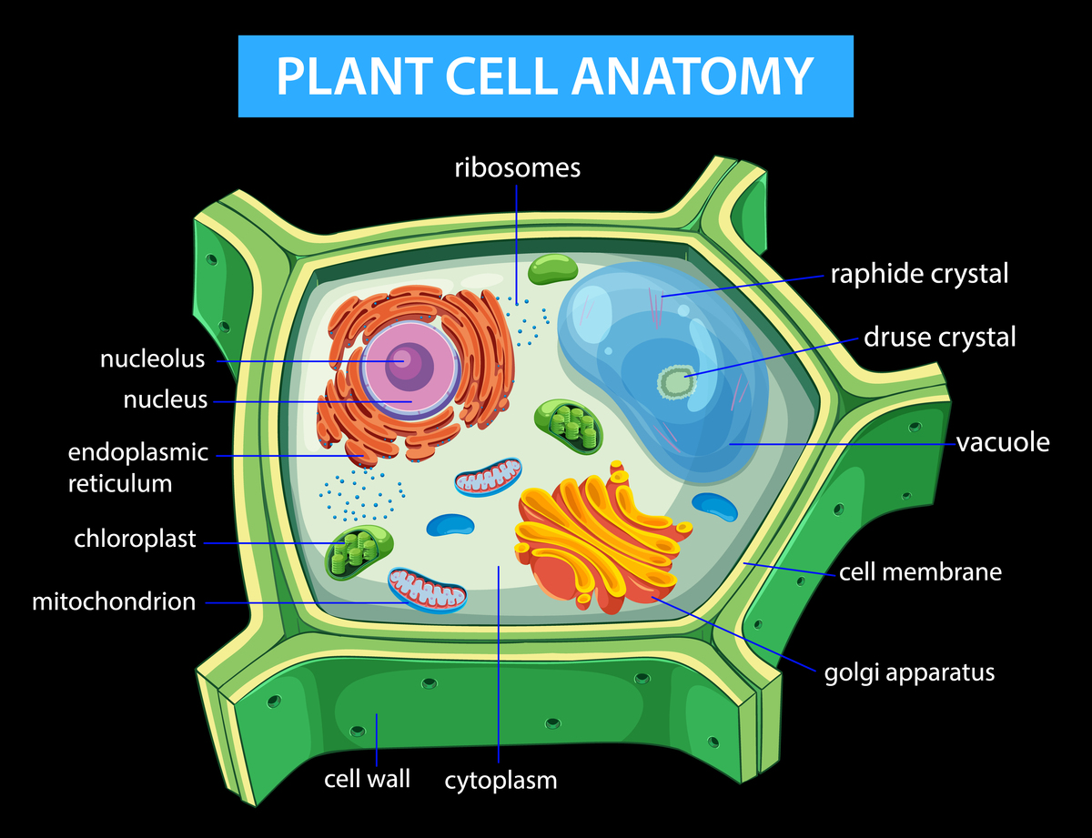 Prokaryotic Cell Structure: Cell Wall and Ribosomes