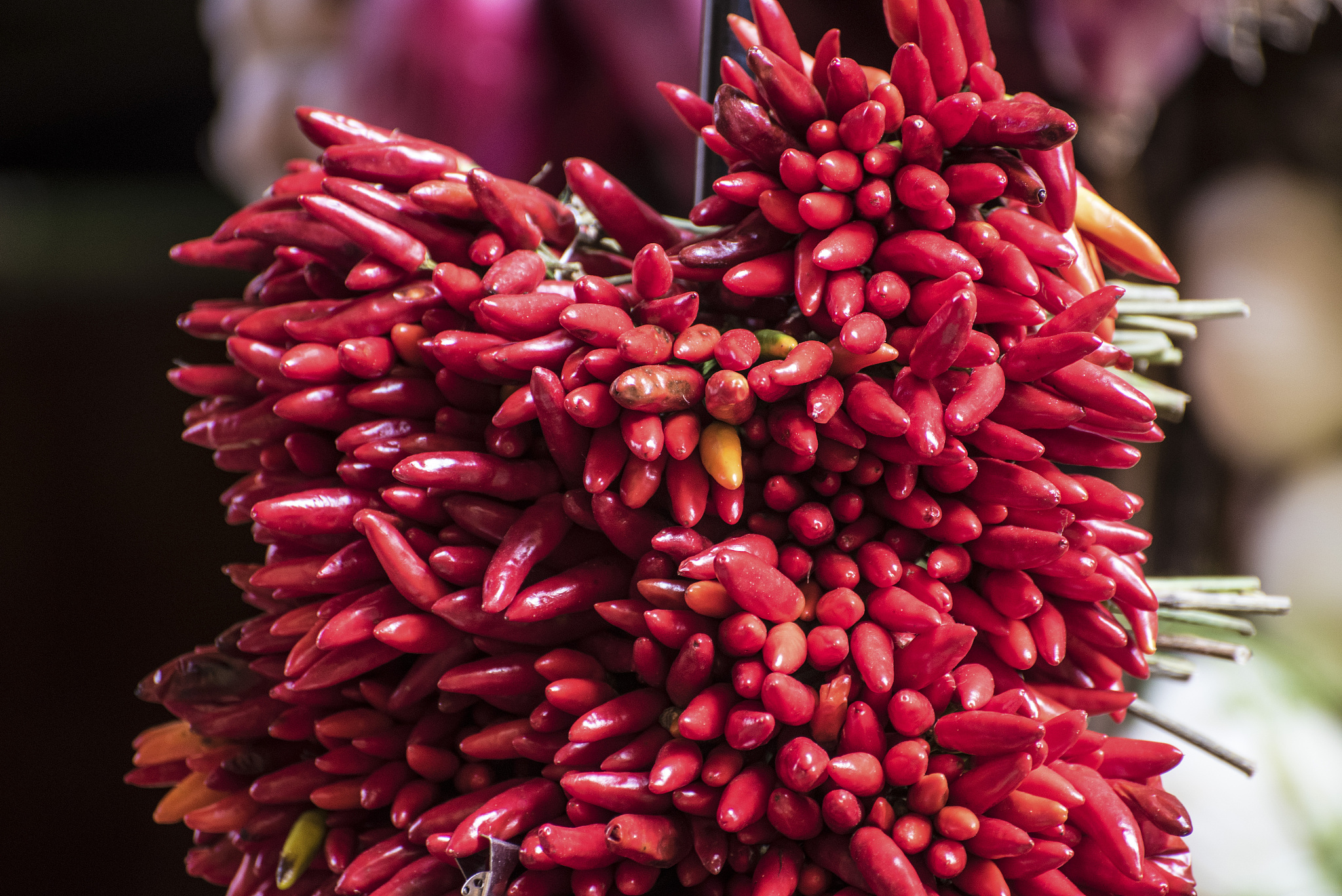 博洛尼：意大利的红色之城，学术之城，美食之城 - 旅游指南