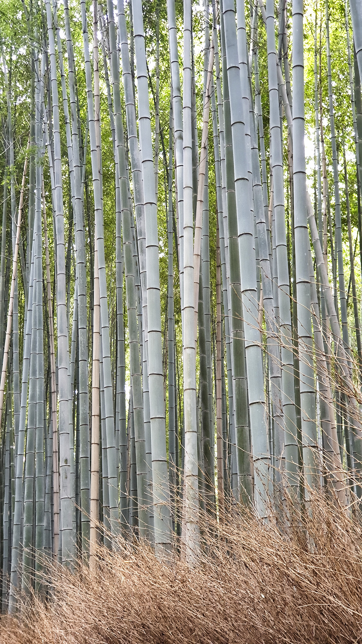 arashiyama bamboo forest. pathways surrounded by bamboo. kyoto -