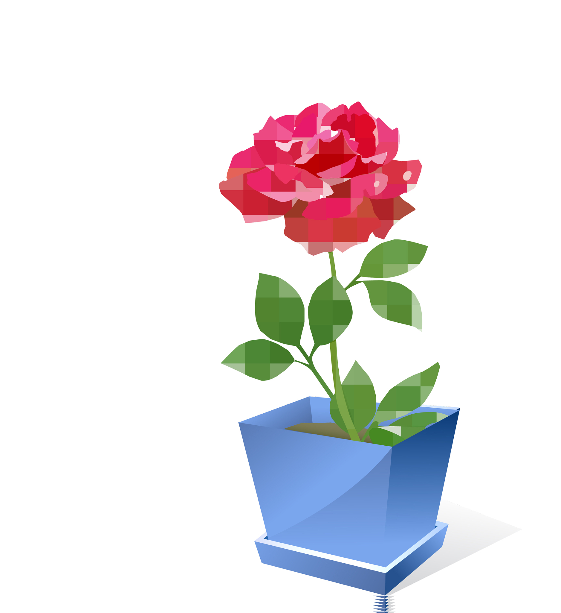 red rose flower in pot