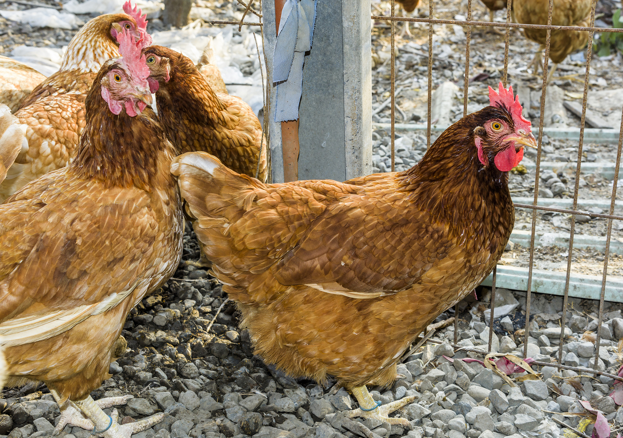 Journal of Poultry Science (JPS): 家禽科学领域的领先期刊