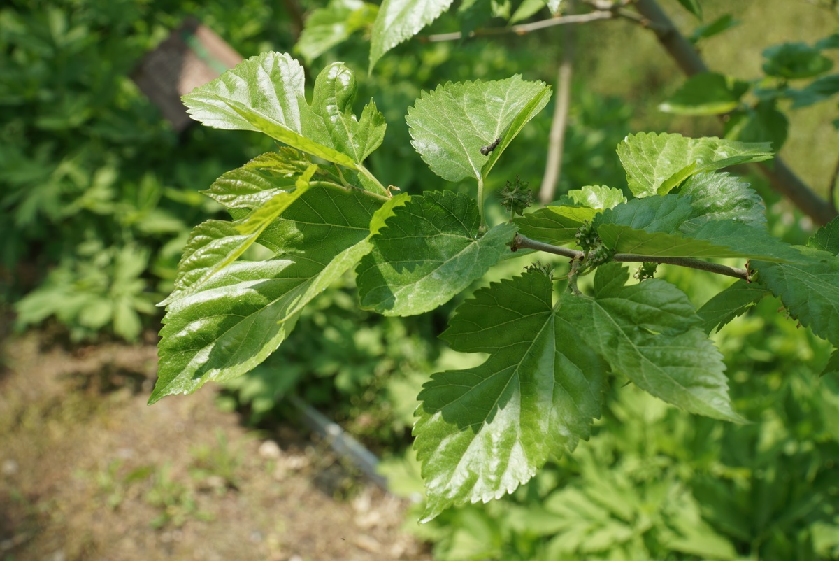 药桑泡酒功效和作用