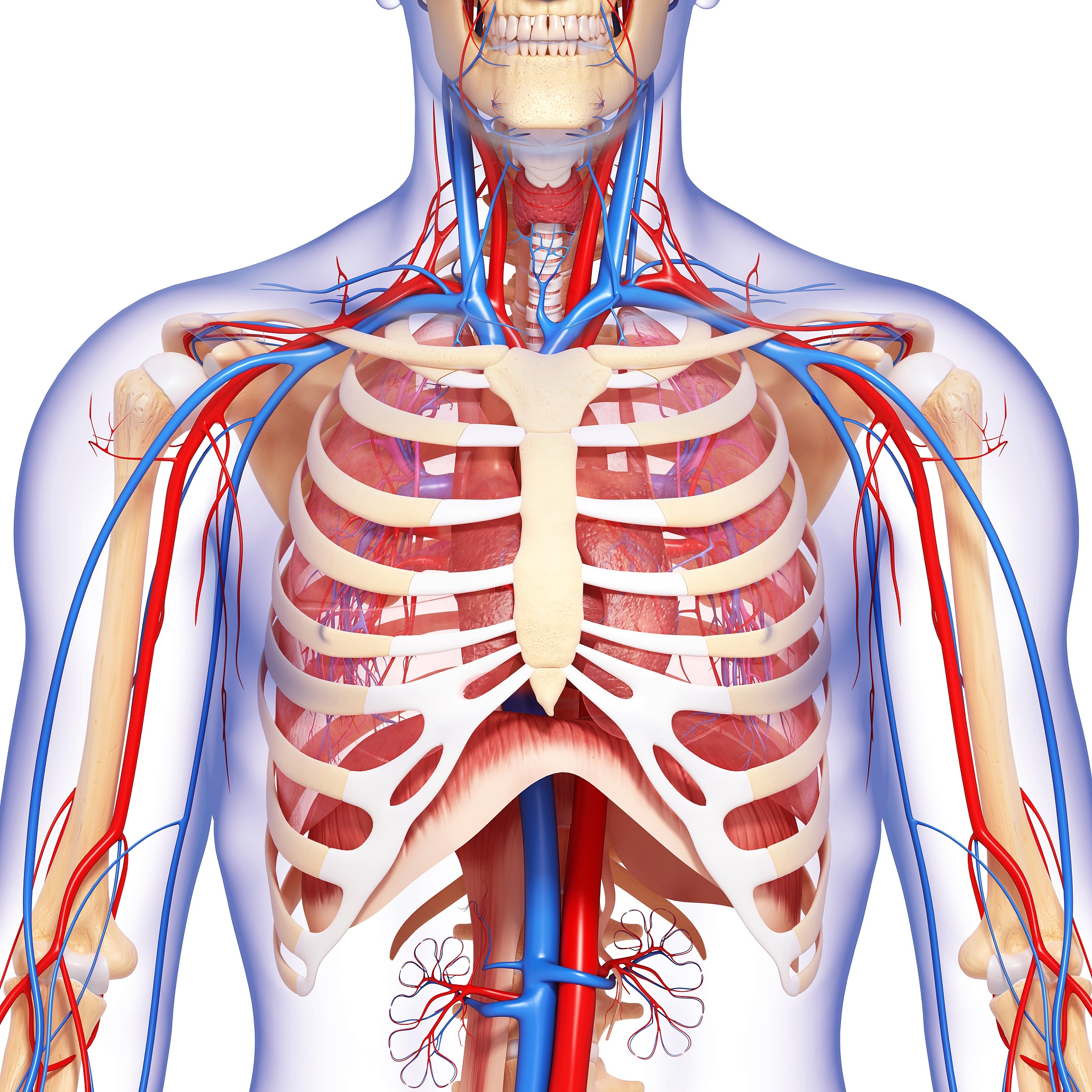 第一肋骨附近重要血管概览：位置、功能详解