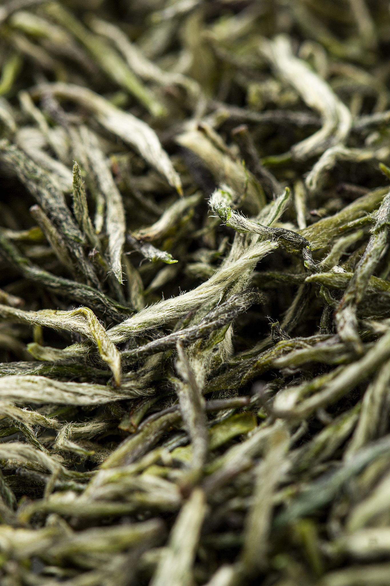 七碗毛尖忘却家是什么意思