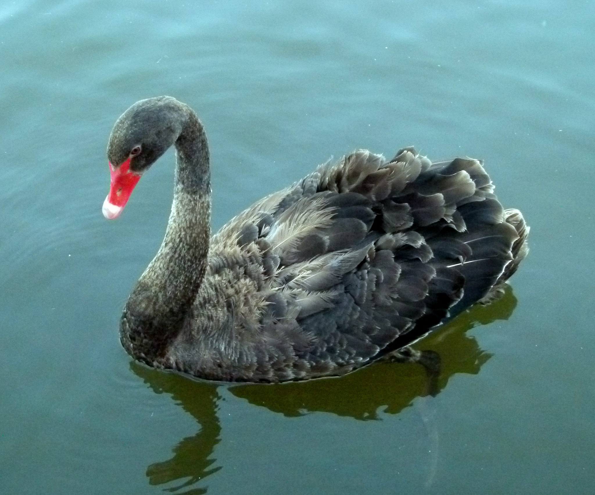白天鹅与黑天鹅有什么区别