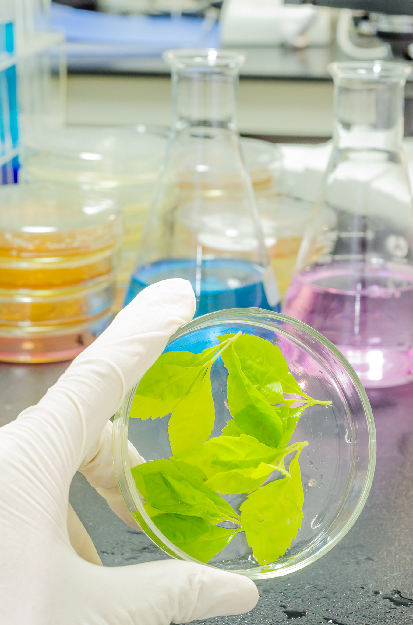 树苗组培液配方及详细计量成分：MS培养基、生长素、添加剂