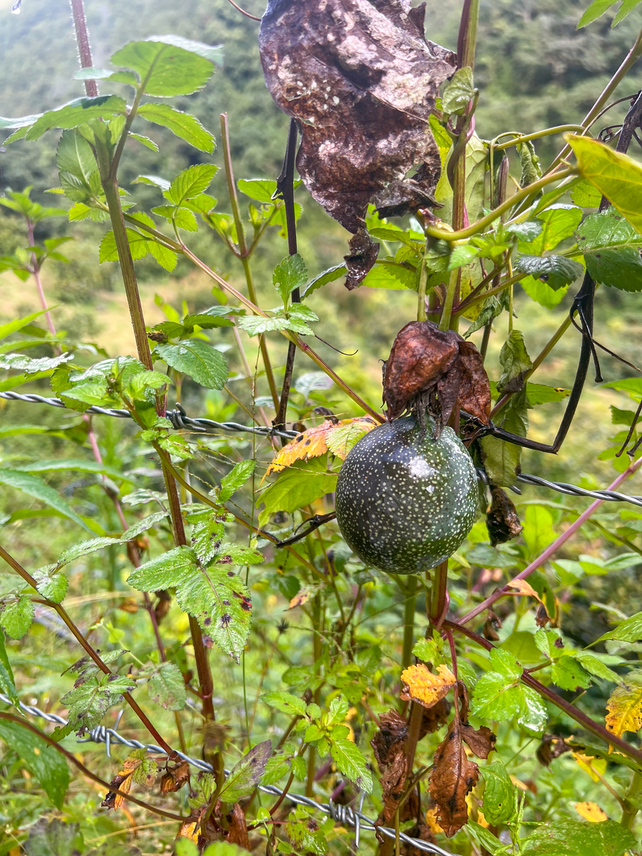 地菍果泡酒的功效:滋补强身、延缓衰老,你不可不知! 地菍果泡酒的功效:滋补强身、延缓衰老,你不可不知!
