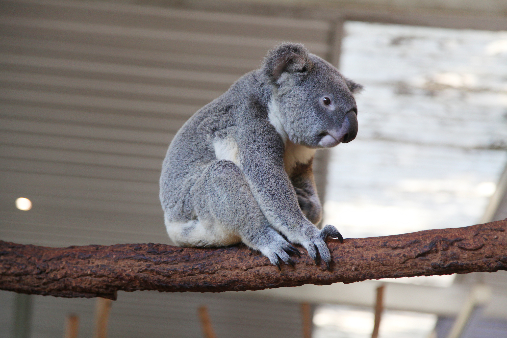 欲扬先抑的手法写一种小动物