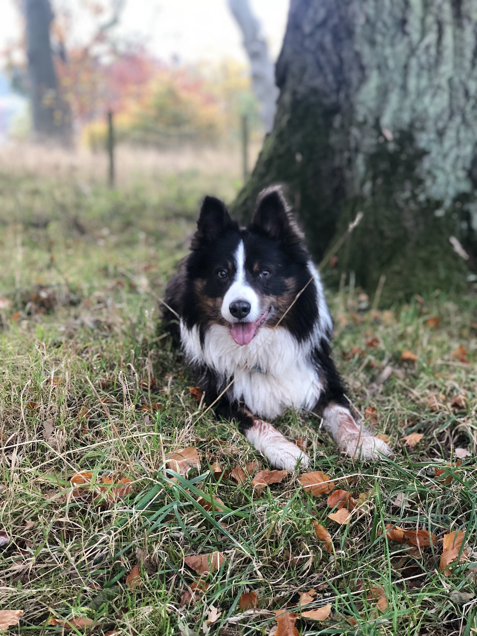 边牧二个月五斤正常吗？