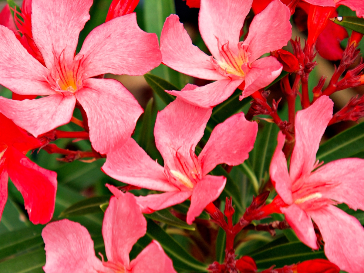 鸿运当头花怎么养才长得好怎么管理1500字