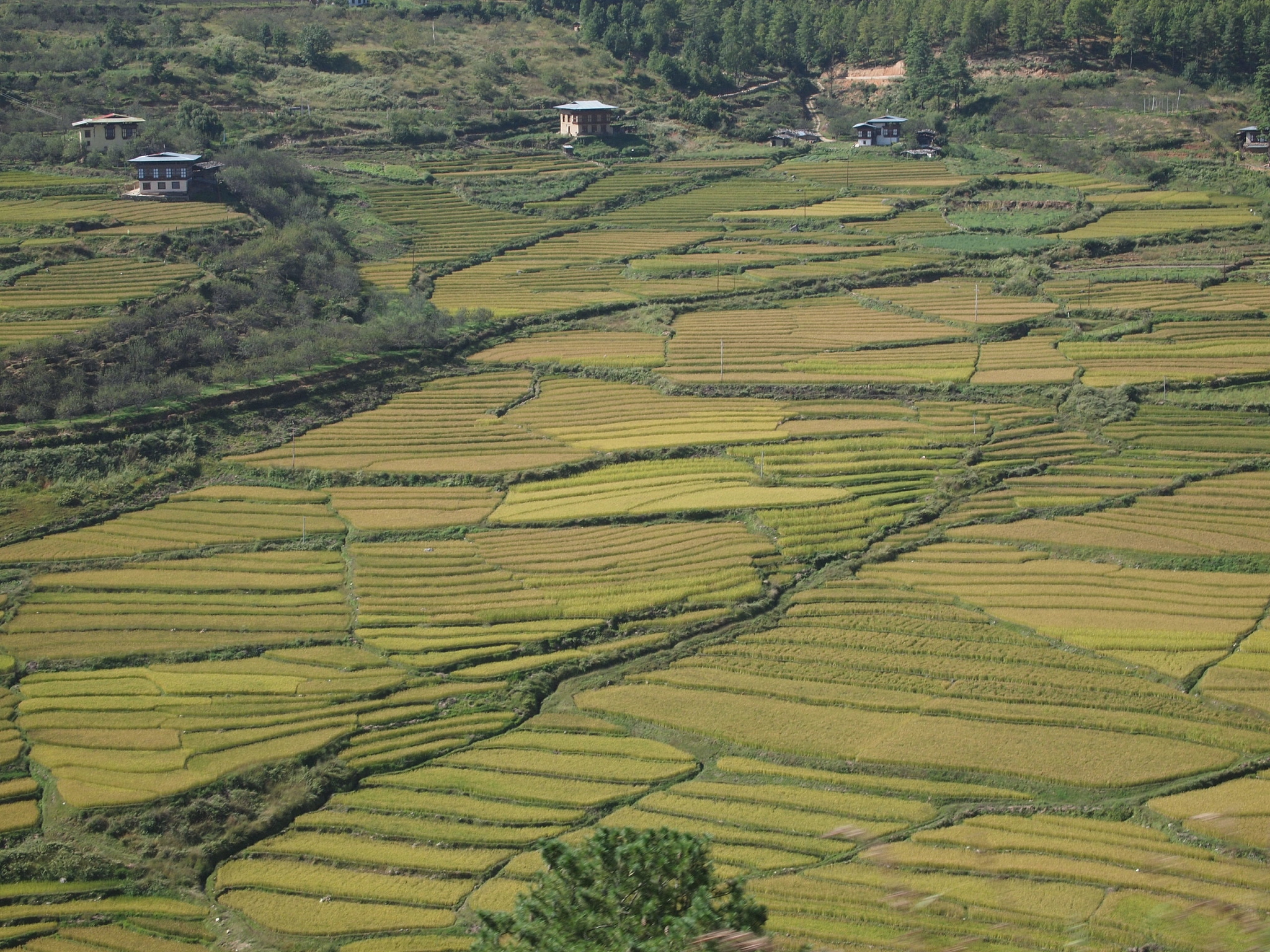 rice fields in bhutan