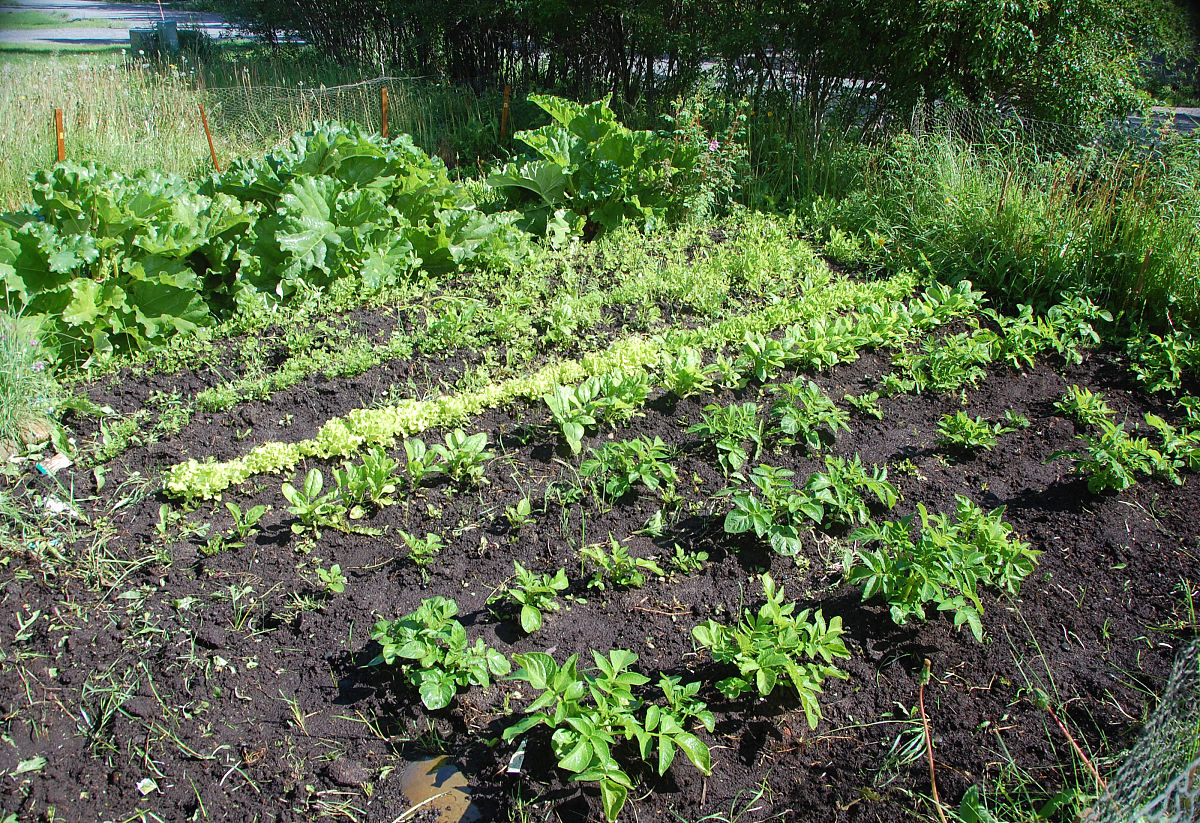 低温处理对苜蓿种子萌发的影响低温处理可以促进苜蓿种子的萌发。经过适当的低温处理后苜蓿种子的萌发率和生长速度都会有所提高。这是因为低温可以提高种子中的氧化还原酶活性和脱水酶活性促进种子的呼吸作用和水分吸收从而加速种子的代谢活动和萌发过程。同时低温处理还可以减少种子中的抑制物质含量改善种子的营养状态和生长环境有利于苜蓿种子的正常生长和发育。但是低温处理的时间和温度要适宜过高或过低都会对苜蓿种子的萌发产
