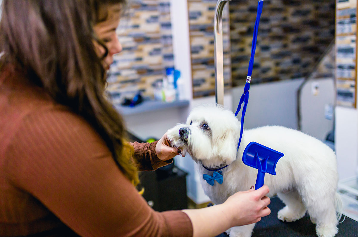 湖州市现代农业技术学校宠物养护与驯导就业前景好不好