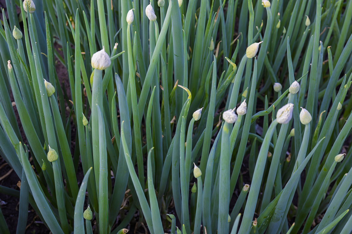 春天种葱，捆起来还是散着好？