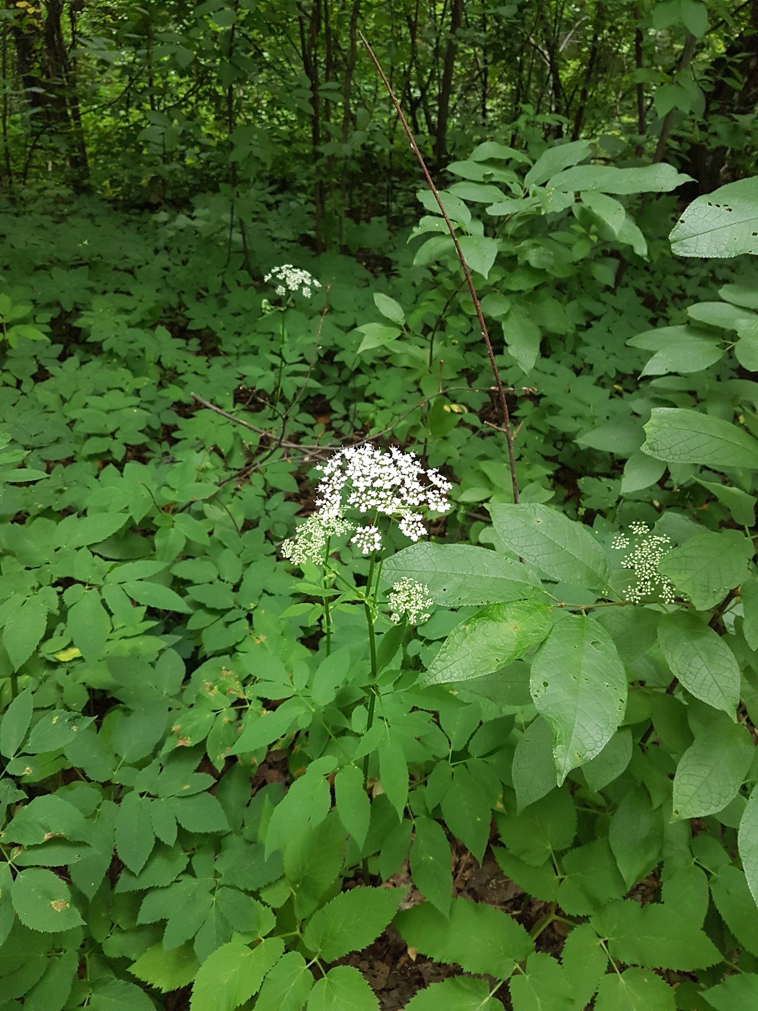 nature