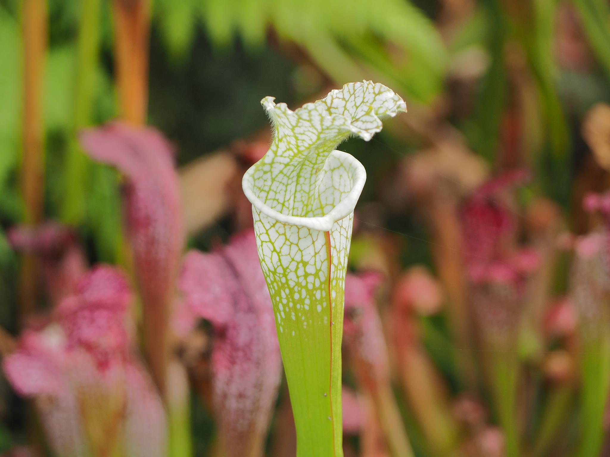 carnivorous plant