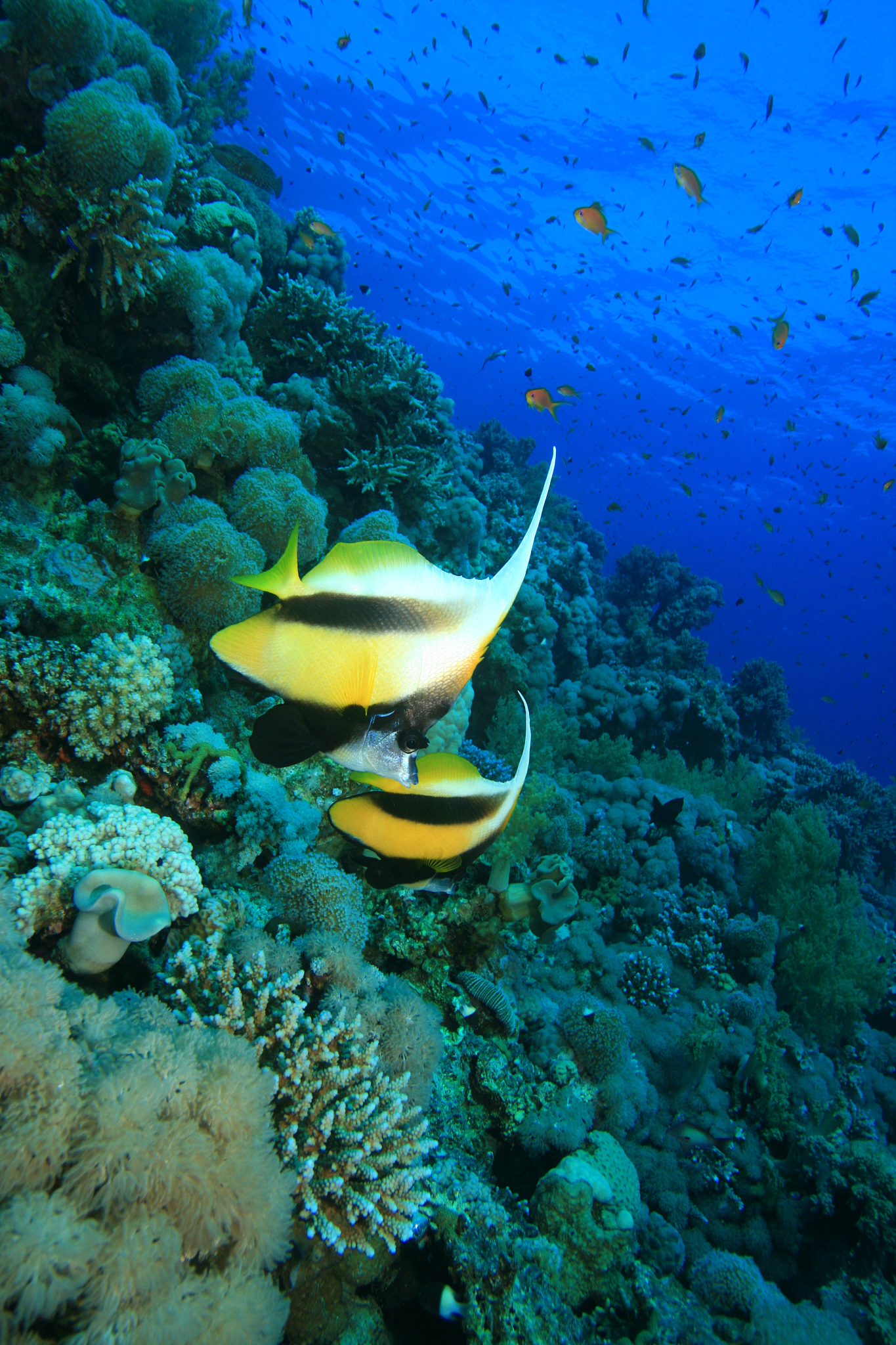 bannerfish on a coral reef