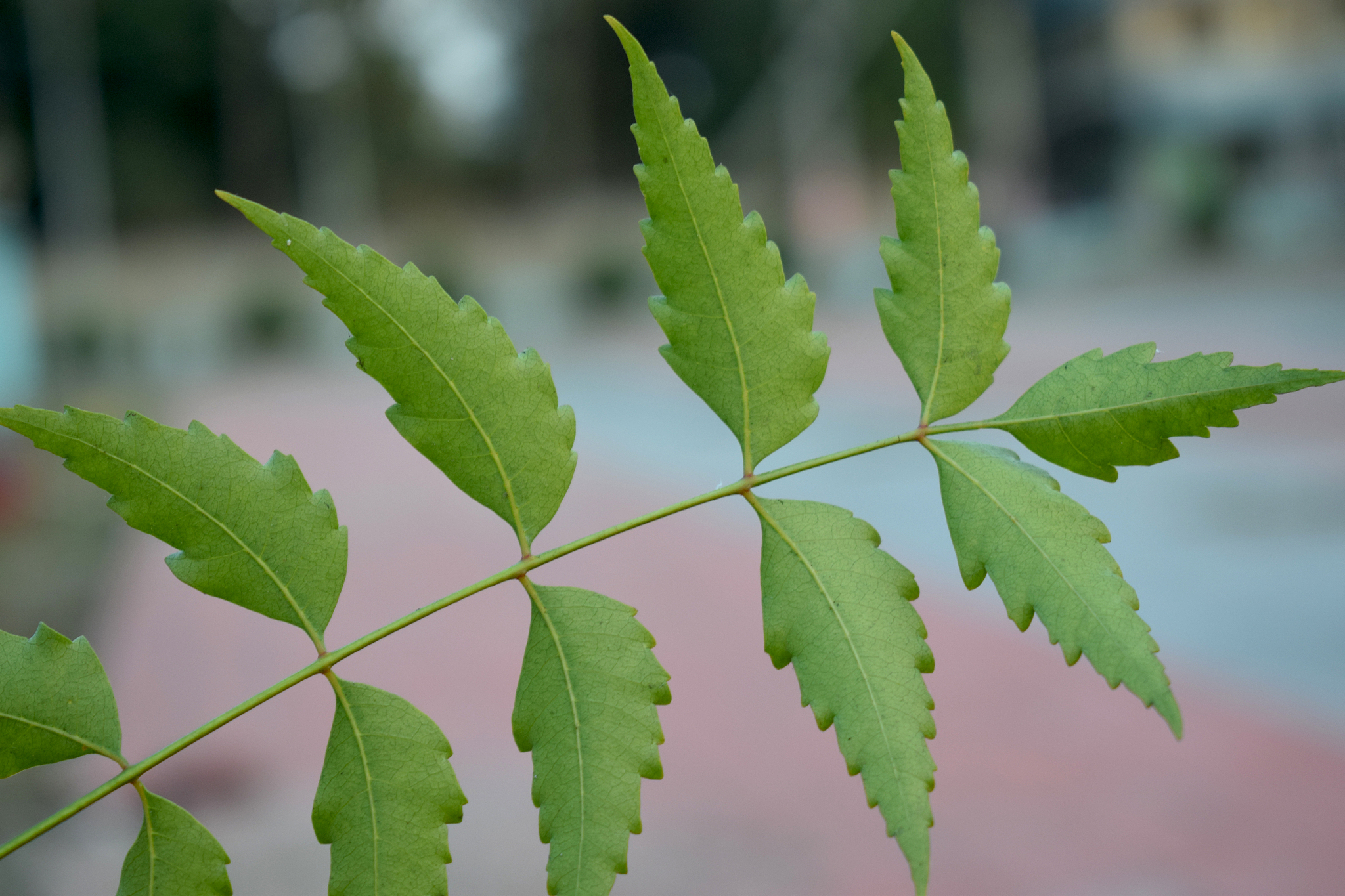 a close up picture of a single neem leaf with blurred background