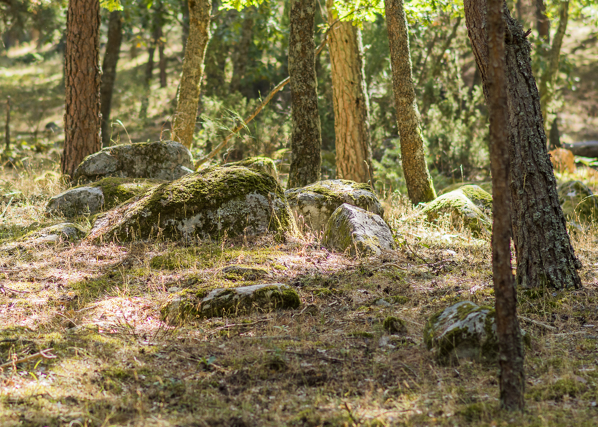 Journal of Forest Research期刊的研究范围