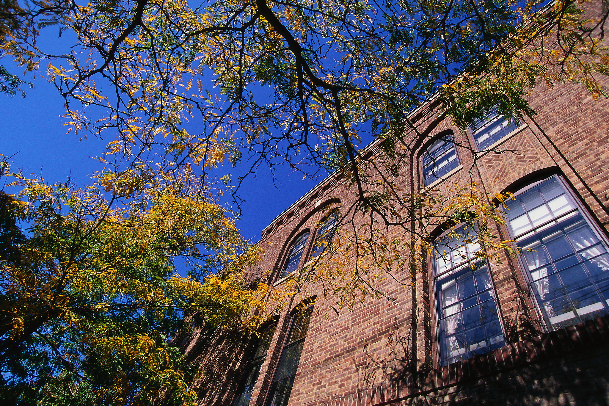 tree branches and building