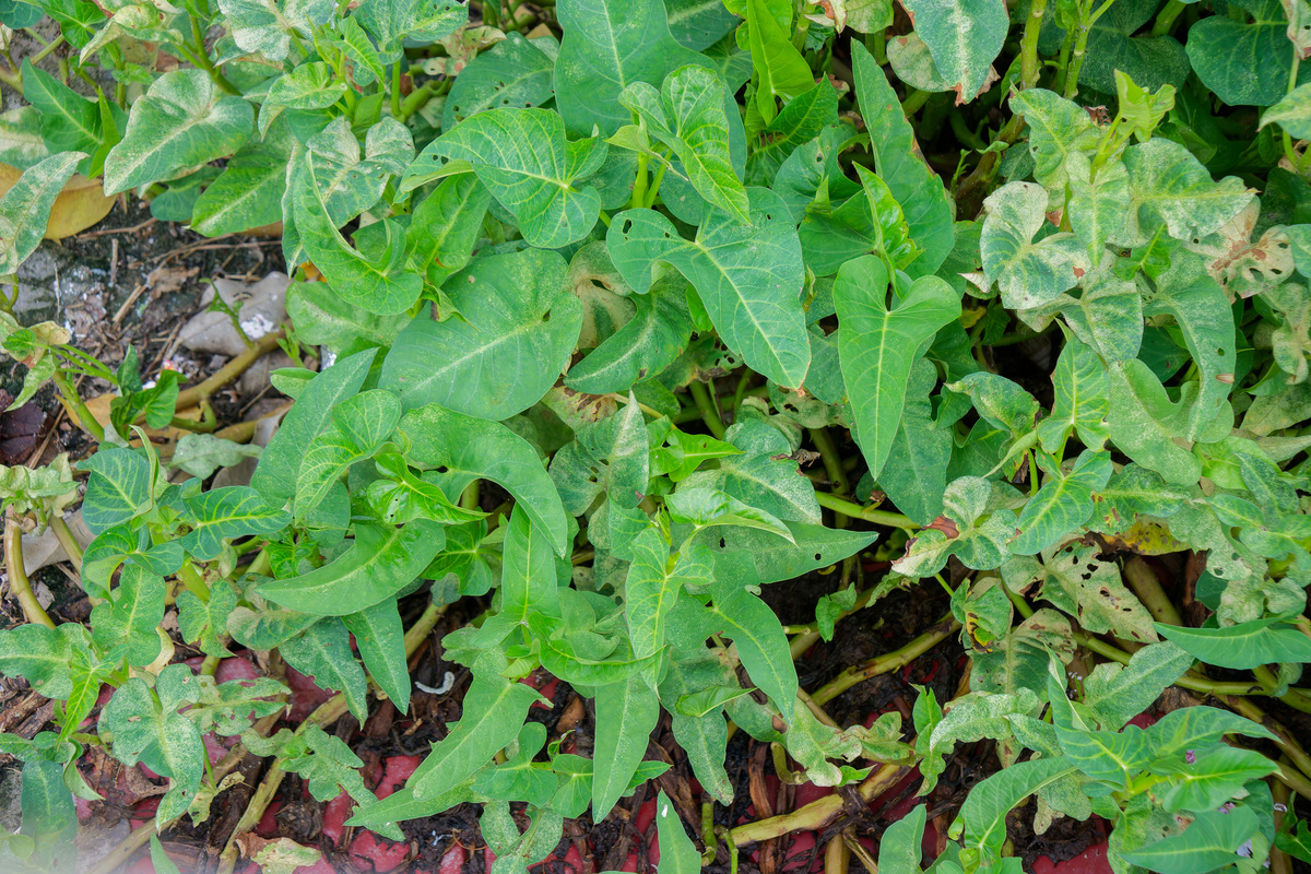 胆囊炎引起胃肠道不适？农村偏方：灌南苦菜汤！